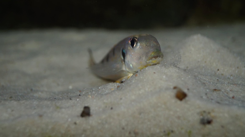 Xenotilapia singularis 'Kekese'